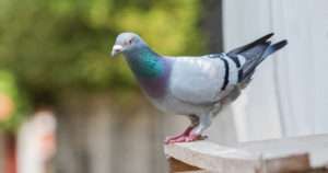 pigeon