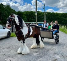 Puzzel was a driving cob before he found his talents in the show ring.