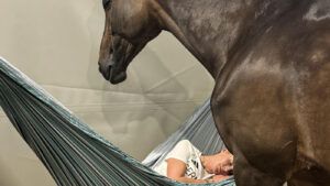 Jessica von Bredow-Werndl in a hammock in the stable of TSF Dalera BB at Paris 2024