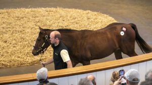 A bay filly is lead around the sales ring at Tattersalls.