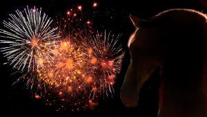 MPs have been invited to an event to discuss changes to fireworks regulations.