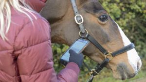 A horse owner checking her bank balance on her mobile phone while leading her horse