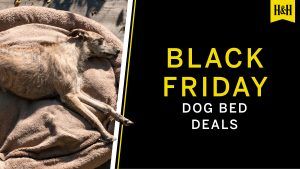 Black Friday Dog Bed Deals graphic