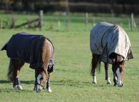 Two horses turned out together in protective boots. one headcollared. sunny winter day.