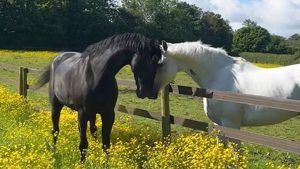 Quaker (left) and Vida (right) at The Horse Trust. The Army horses injured in London in April are making remarkable recoveries.