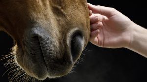 Close up of brown horse being caressed by female hand. Shot on black background.