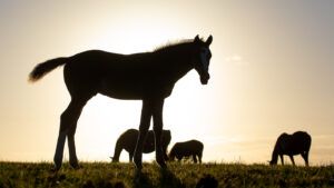 Library image of foals silhouetted, to illustrate a news story on a breakthrough in equine IVF