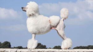 Standard poodle, white with clip