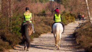 2 horses out hacking, which is a great way of getting your show horse fit.