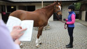 Horse sale Improve horse’s value: selling a horse