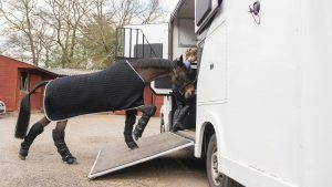 A number of horse competitions have been cancelled following the arrival of Storm Eowyn, the UK's first named storm of 2025.