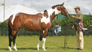 Beautiful skewbald champion 3 year old winning showing class in hand: final countdown to show day