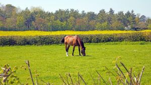 Shiny horse in well kept paddock with hedgerow managing grazing land sustainably