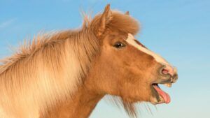 Icelandic pony yawning