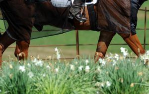 A horse wearing a ride on fly rug