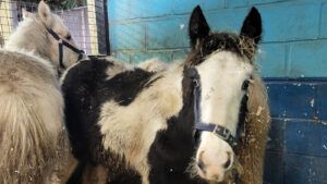 Three foals huddled together for safety - one was discovered on the floor of the lorry.