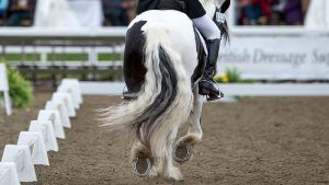 How to get started in affiliated dressage