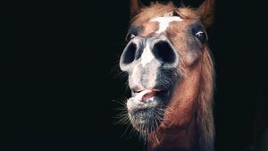 MJ04CX Portrait of a horse with a funny, restless and anxious expression behind a wooden barn gate