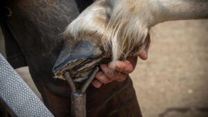 Questions have been raised over whether the UK equine barefoot trimming industry should be regulated.