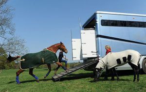 A digital passport for horses has been put forward as a solution to help smooth cross-border travel continue for competition, race and breeding horses from 2021