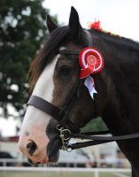 how to buy a shire horse