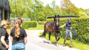 A horse trotting up and with vet/people watching