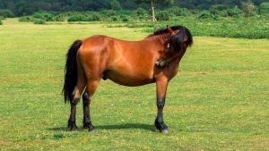 Horse itching and need of one of the best skin and coat suppelements