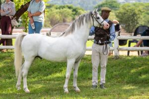 Heniarth Top of the Morning stood in-hand champion at South Africa Horse of the Year Show