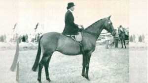 Liberty Light, winner of the hacks at the first HOYS in 1949.