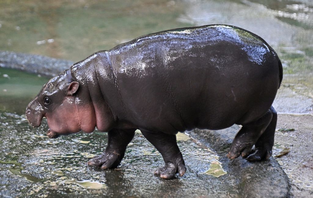 Moo Deng (Photo by LILLIAN SUWANRUMPHA/AFP via Getty Images)