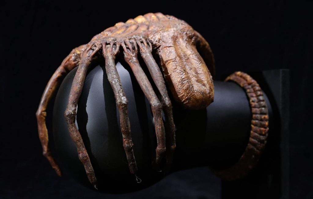 A special effects 'facehugger' from the 1979 film Alien. (Photo by Andrew Matthews/PA Images via Getty Images)