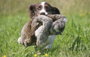 Gundog puppy schools