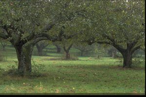 Apple trees in an orchard