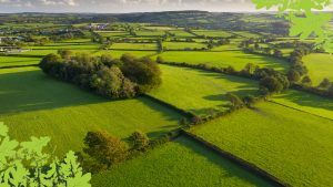 The Woodland Trust is encouraging people to plant a hero hedge