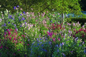 A colourful garden year round is a hard task