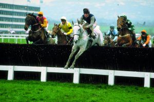 Desert Orchid: one of the most famous and popular Cheltenham Gold Cup winners