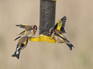 Birds around a bird feeder