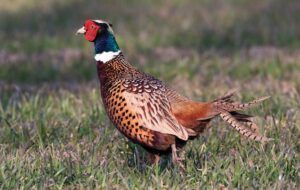 cock pheasant