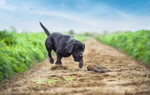 Labrador picking up game