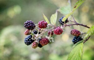 hedgerow harvest