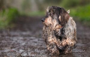 muddy dog