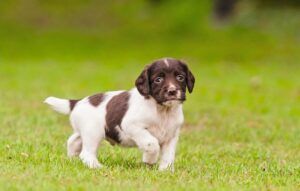 spaniel puppy