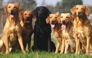 fox red labradors