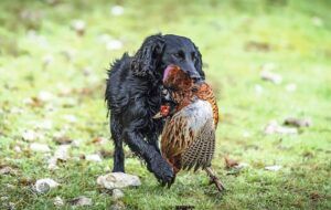 working cocker spaniel with pheasant