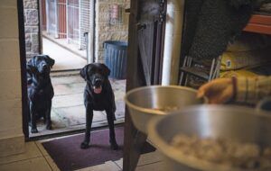 black labradors waiting for food