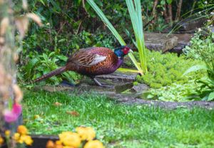 pheasant in garden