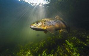 wild brown trout