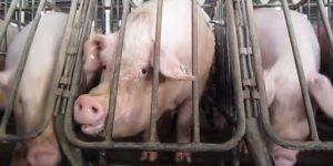 Pigs in claustrophobic cages on a factory farm.