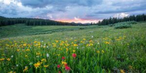 Some of the fields, flowers, and forests of beautiful nature.