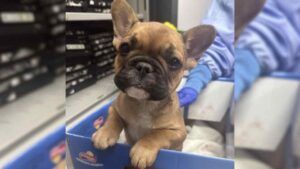 Clementine, an eight-week-old puppy in the care of the Toronto Human Society.